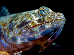 Lizard Fish by Henry Jager 